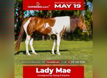 Paint Horse, Yegua, 4 años, 145 cm, Tobiano-todas las-capas