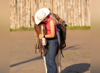 Paint Horse, Yegua, 4 años, 145 cm, Tobiano-todas las-capas