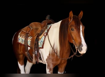 Paint Horse, Yegua, 4 años, 145 cm, Tobiano-todas las-capas