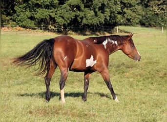 Paint Horse, Yegua, 4 años, 148 cm, Overo-todas las-capas