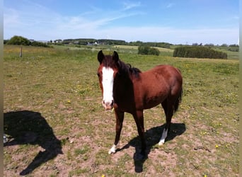 Paint Horse, Yegua, 4 años, 150 cm, Overo-todas las-capas