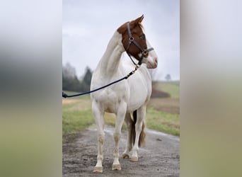 Paint Horse, Yegua, 4 años, 150 cm, Tobiano-todas las-capas