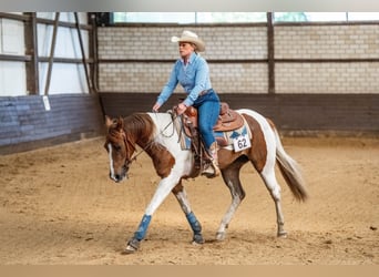 Paint Horse, Yegua, 4 años, 151 cm, Tobiano-todas las-capas