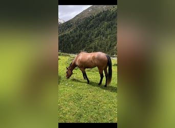 Paint Horse, Yegua, 4 años, 152 cm, Castaño