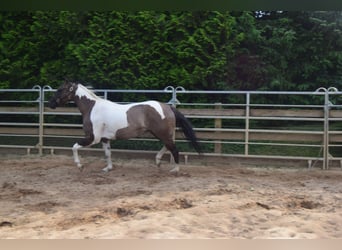 Paint Horse, Yegua, 4 años, 152 cm, Grullo