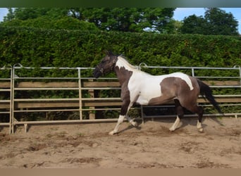 Paint Horse, Yegua, 4 años, 152 cm, Grullo