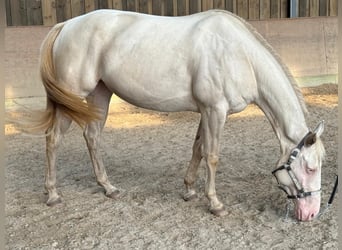 Paint Horse, Yegua, 4 años, 152 cm, Perlino