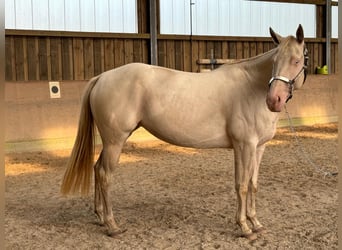 Paint Horse, Yegua, 4 años, 152 cm, Perlino