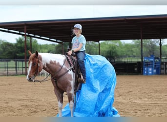 Paint Horse, Yegua, 4 años, 152 cm, Ruano alazán