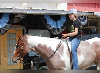 Paint Horse, Yegua, 4 años, 152 cm, Ruano alazán