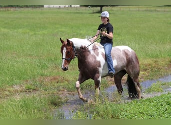 Paint Horse, Yegua, 4 años, 152 cm, Ruano alazán