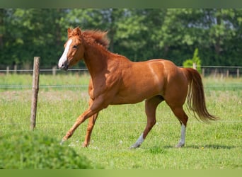 Paint Horse, Yegua, 4 años, 152 cm, Tobiano-todas las-capas