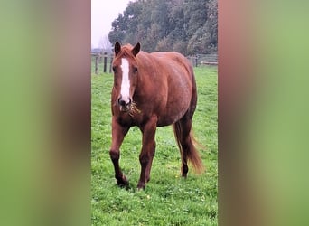 Paint Horse, Yegua, 4 años, 153 cm