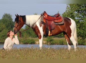 Paint Horse Mestizo, Yegua, 4 años, 153 cm, Tobiano-todas las-capas