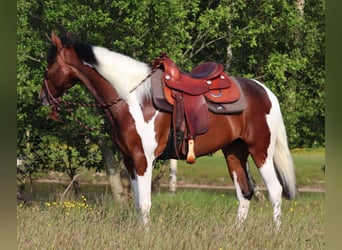 Paint Horse Mestizo, Yegua, 4 años, 153 cm, Tobiano-todas las-capas