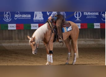 Paint Horse, Yegua, 4 años, 154 cm, Palomino