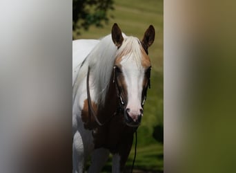 Paint Horse Mestizo, Yegua, 4 años, 154 cm, Pío