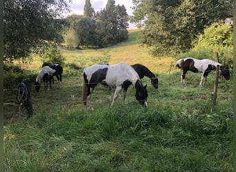 Paint Horse, Yegua, 4 años, 156 cm, Pío