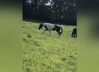 Paint Horse, Yegua, 4 años, 156 cm, Pío