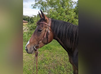 Paint Horse, Yegua, 4 años, 158 cm, Castaño