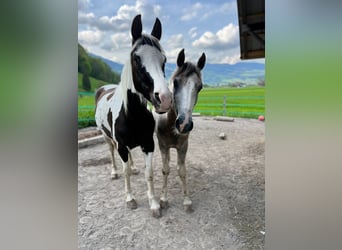 Paint Horse Mestizo, Yegua, 4 años, 158 cm, Pío