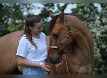 Paint Horse, Yegua, 4 años, Tobiano-todas las-capas