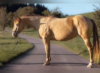 Paint Horse, Yegua, 5 años, 149 cm, Champán