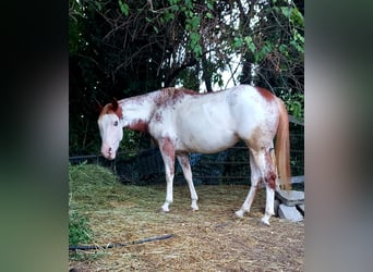 Paint Horse, Yegua, 5 años, 150 cm, Overo-todas las-capas