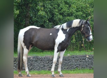 Paint Horse Mestizo, Yegua, 5 años, 150 cm, Pío