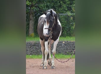 Paint Horse Mestizo, Yegua, 5 años, 150 cm, Pío