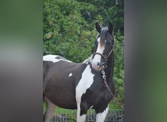 Paint Horse Mestizo, Yegua, 5 años, 150 cm, Pío