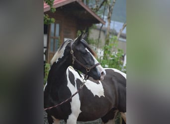 Paint Horse Mestizo, Yegua, 5 años, 150 cm, Pío