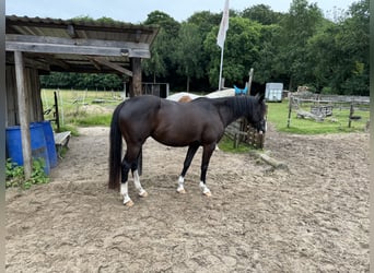 Paint Horse Mestizo, Yegua, 5 años, 151 cm, Negro