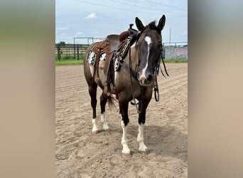 Paint Horse, Yegua, 5 años, 152 cm, Pío