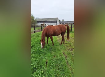 Paint Horse, Yegua, 5 años, 153 cm