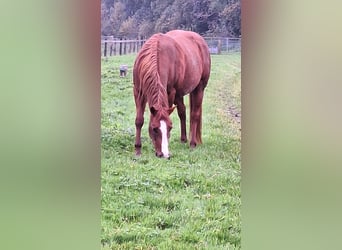 Paint Horse, Yegua, 5 años, 153 cm