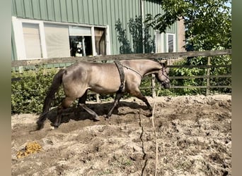 Paint Horse, Yegua, 5 años, 153 cm, Grullo