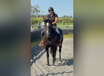 Paint Horse, Yegua, 5 años, 157 cm, Negro