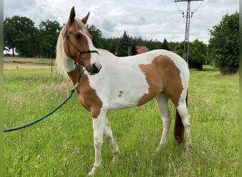 Paint Horse, Yegua, 5 años, 158 cm, Red Dun/Cervuno