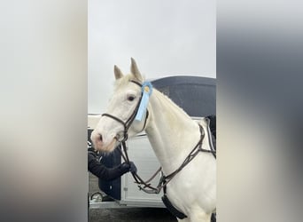 Paint Horse Mestizo, Yegua, 5 años, 161 cm, White/Blanco
