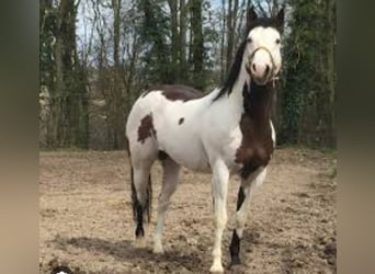 Paint Horse, Yegua, 6 años, 142 cm, Overo-todas las-capas