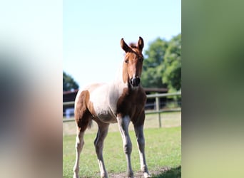 Paint Horse, Yegua, 6 años, 142 cm, Overo-todas las-capas