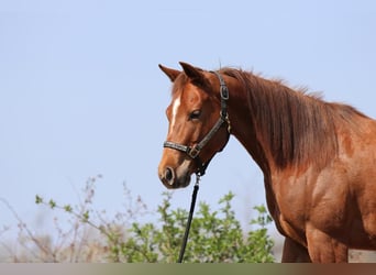 Paint Horse, Yegua, 6 años, 145 cm, Alazán