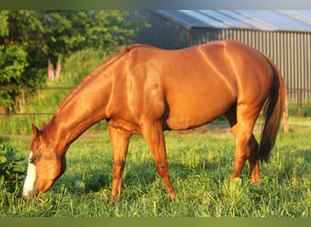 Paint Horse, Yegua, 6 años, 146 cm, Alazán
