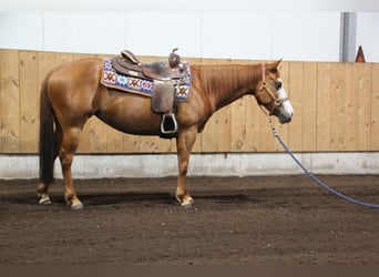 Paint Horse, Yegua, 6 años, 146 cm, Alazán