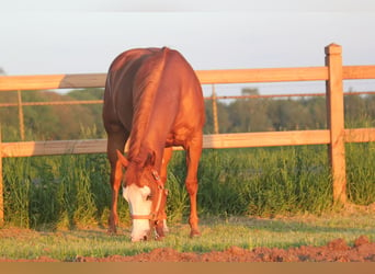Paint Horse, Yegua, 6 años, 146 cm, Alazán