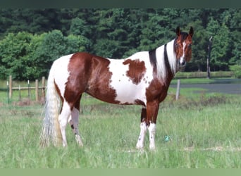 Paint Horse, Yegua, 6 años, 150 cm, Castaño rojizo