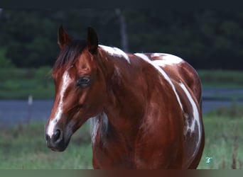 Paint Horse, Yegua, 6 años, 150 cm, Castaño rojizo