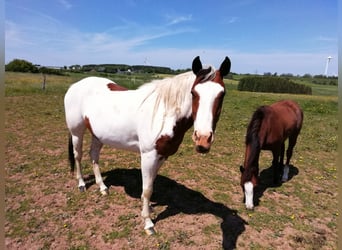 Paint Horse, Yegua, 6 años, 150 cm, Overo-todas las-capas