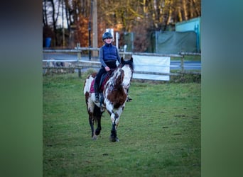 Paint Horse Mestizo, Yegua, 6 años, 150 cm, Pío